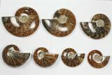 Lot: - Whole Polished Ammonites (Grade A) - Pieces #101354-1
